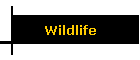 Wildlife